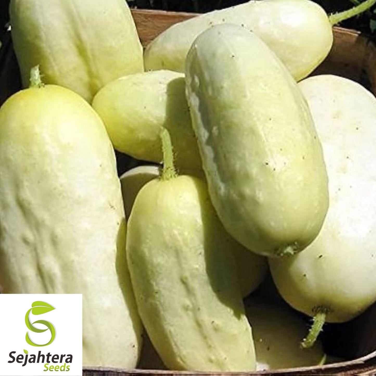 50+ White Wonder Cucumber Seeds - Heirloom, Non-GMO & Unique Variety