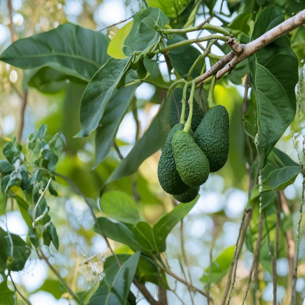 Avocado Fruit Tree – Persea americana Live Tropical Plant | Approximately 20 Inches Tall | Trimmed – No Pot Ready to Plant | Fresh New Growth | Outdoor Tropical Fruit Tree