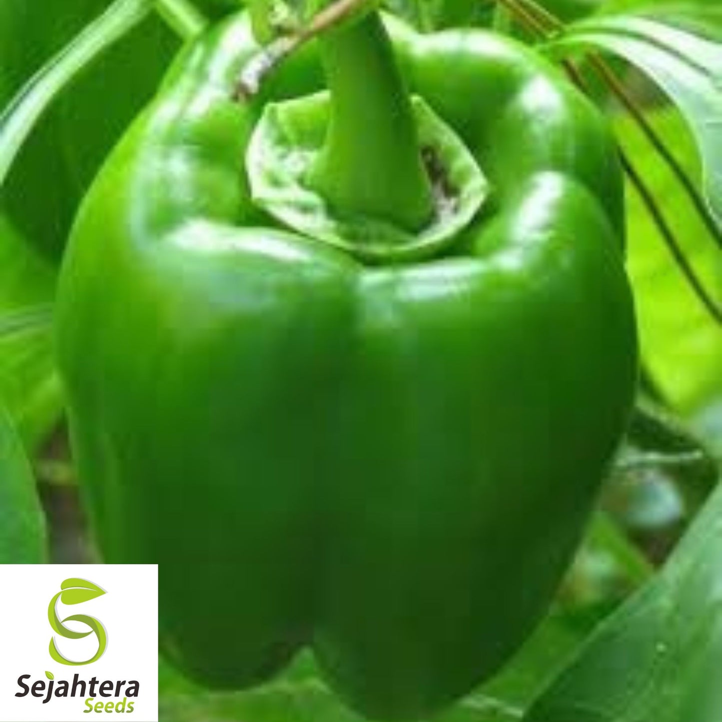 Emerald Giant Bell Pepper Seeds - 120+ Heirloom, Organic, Non-GMO & Sweet