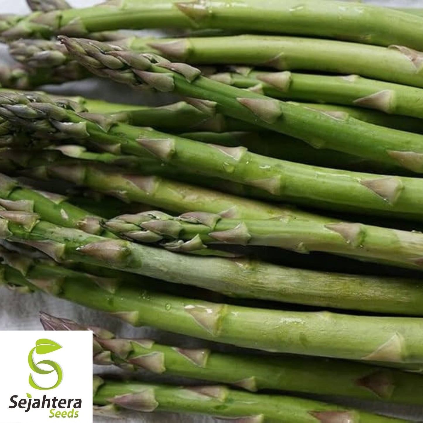 Asparagus Seeds 100+ | Mary Washington Vegetable Garden NON-GMO USA