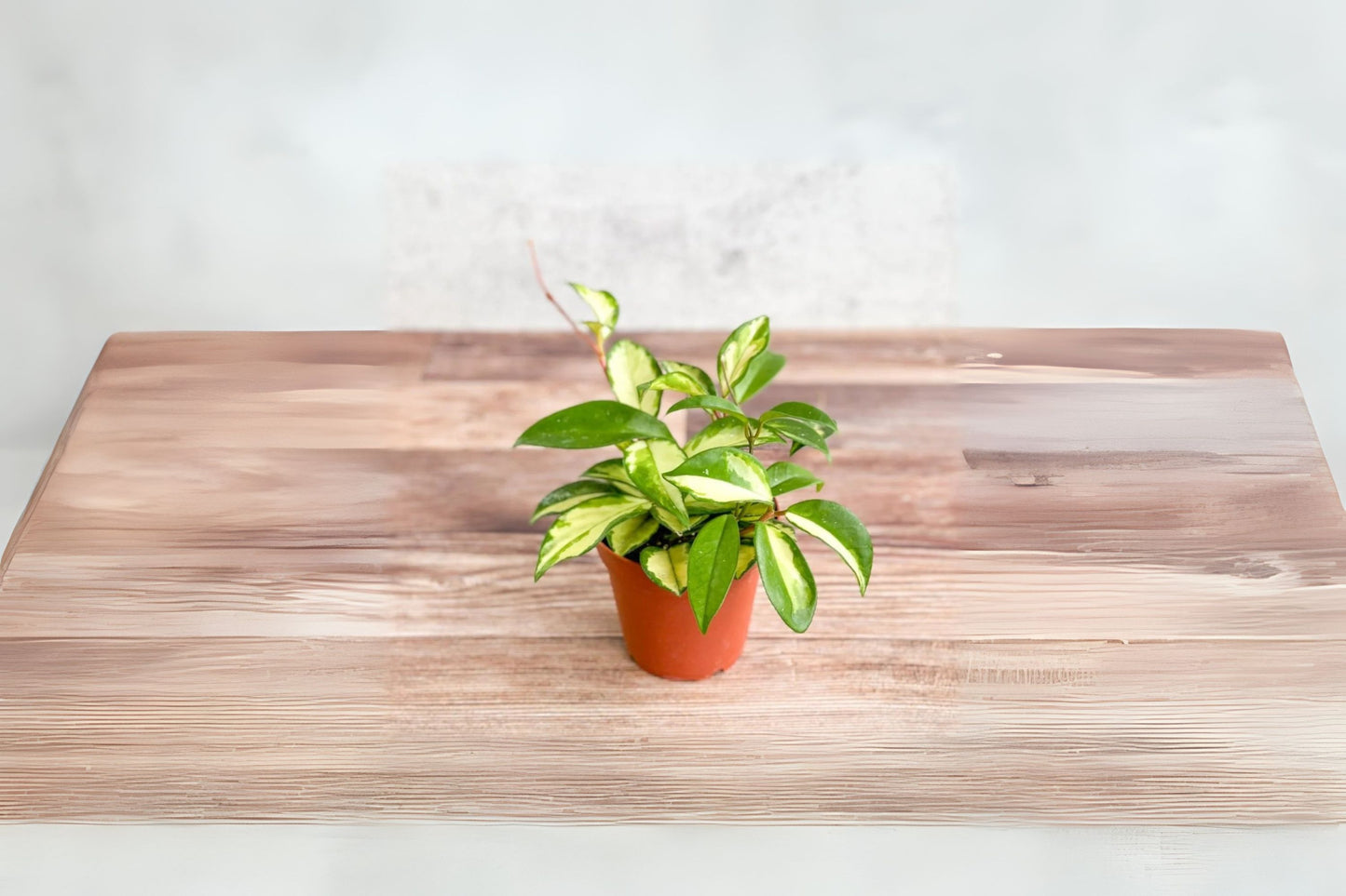 Hoya Carnosa Krimson Princess Plant 3" Pot - Variegated Wax Plant with Creamy Edges - Indoor Houseplant Decor