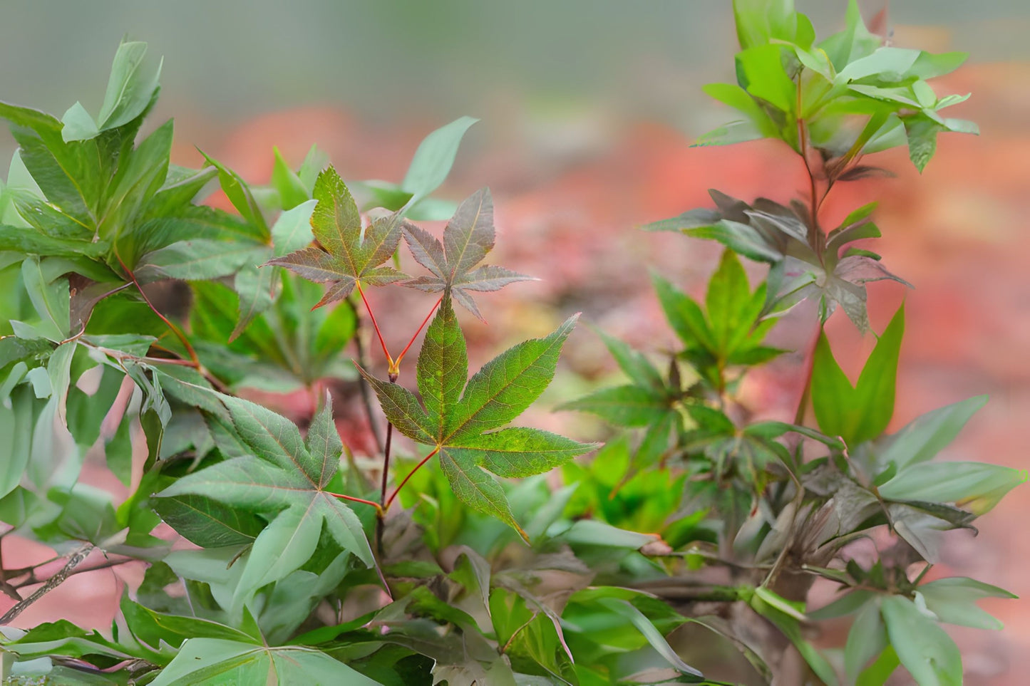 O Kagami Japanese Maple Okagami Maple (Acer palmatum ssp. matsumurae 'O kagami' dry seed)