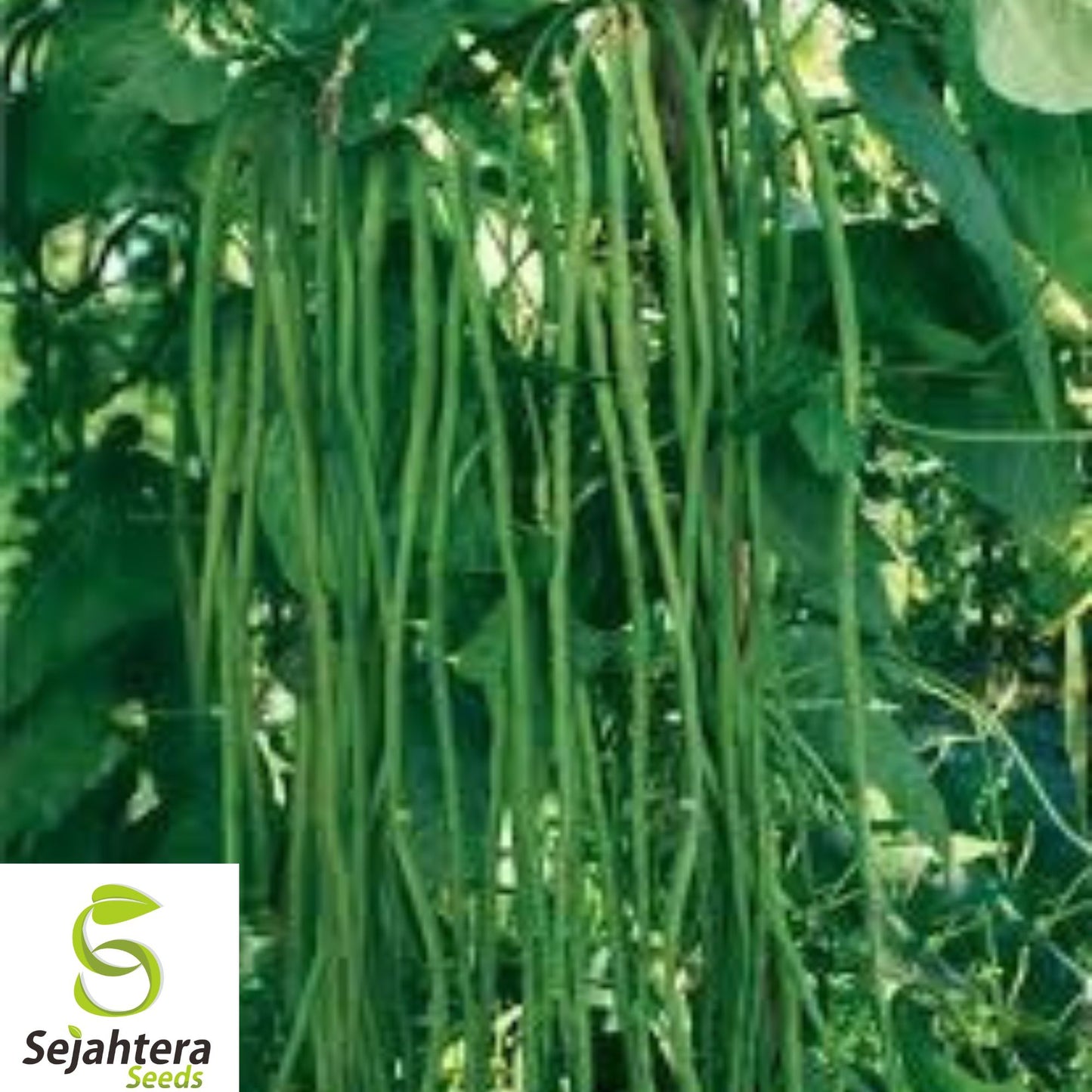 Dark Green Yard Long Bean Seeds - 120+ Heirloom, Organic, Non-GMO & Fresh