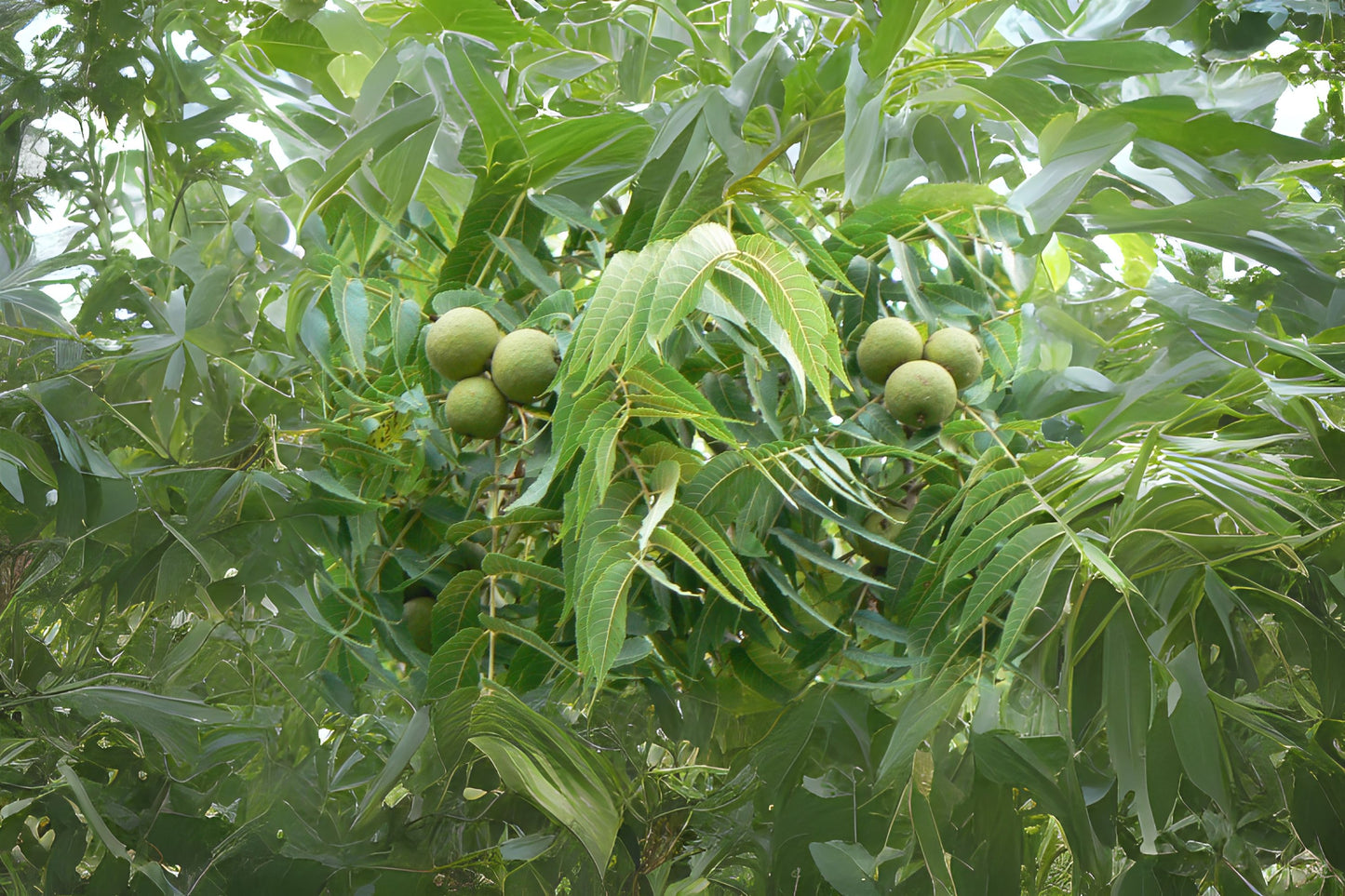 Eastern Black Walnut (Juglans nigra Northern)