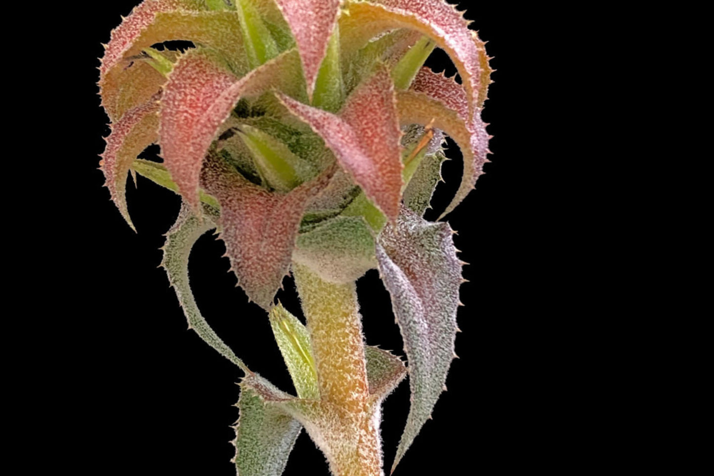 Orthophytum Buranhense 6" Pot - Silver Green Foliage Bromeliad - Tropical Houseplant for Collectors and Novelties