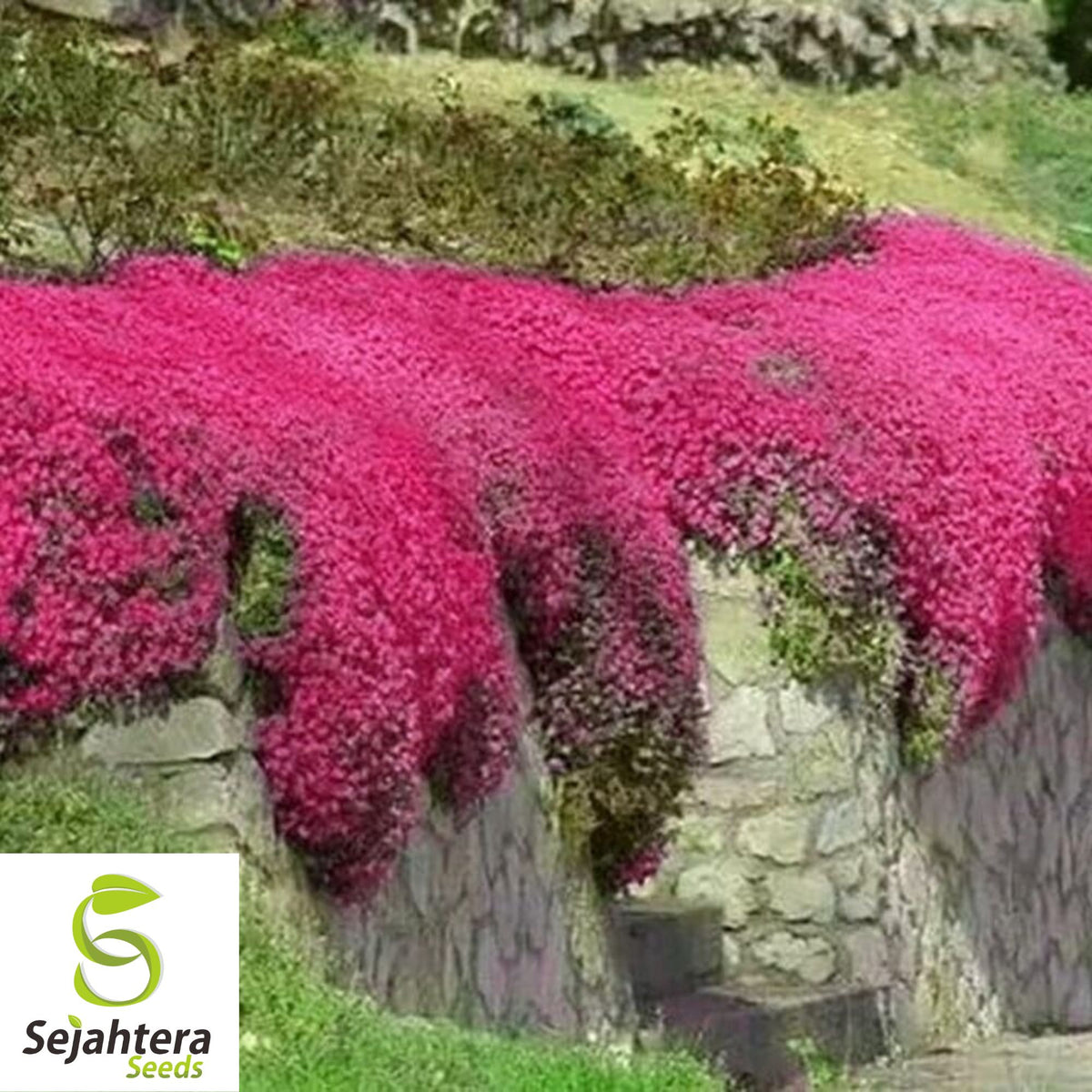 Red Creeping Thyme Seeds - 500+ Non-GMO Groundcover - Drought-Tolerant