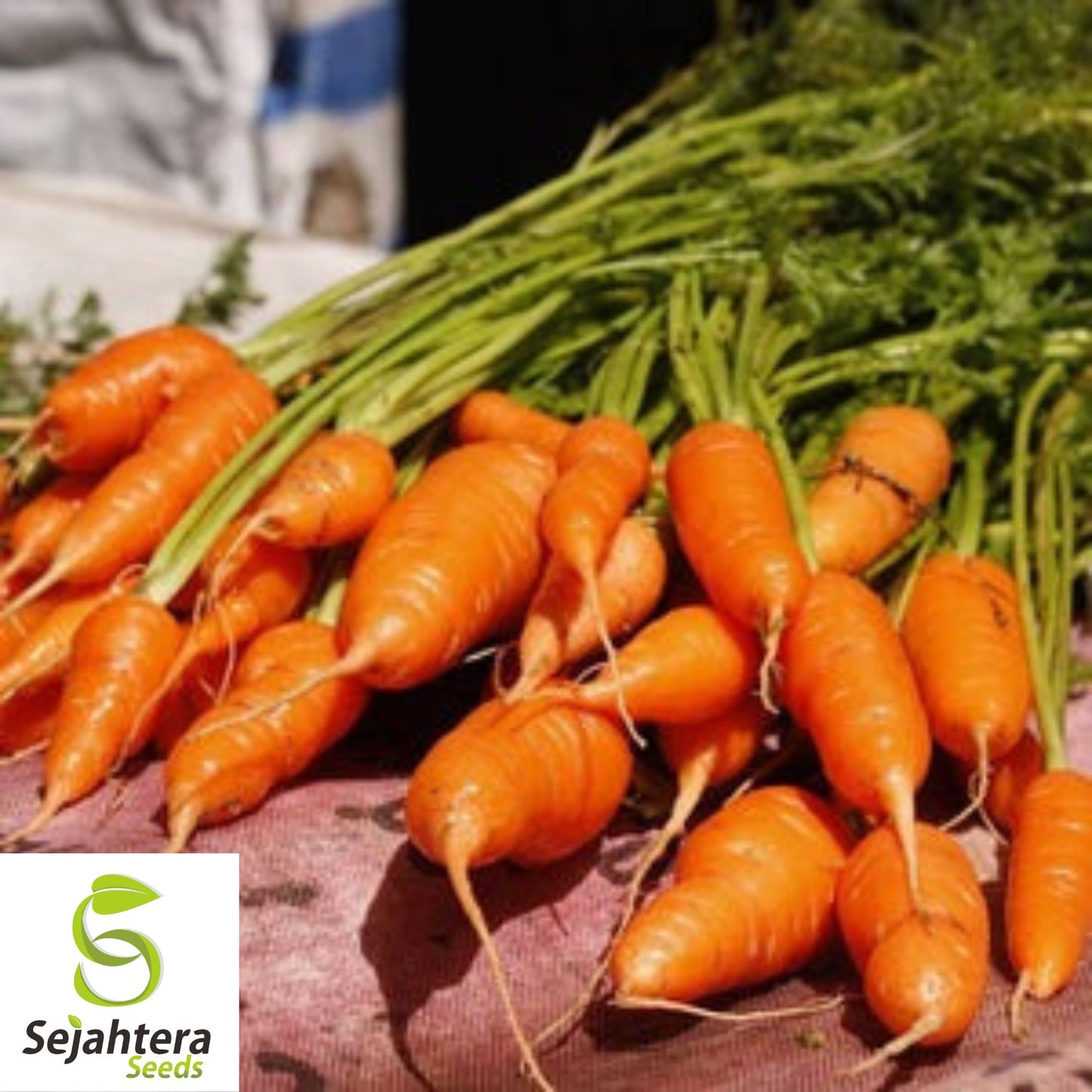 300 Little Fingers Carrot Seeds - Non-GMO, Sweet & Compact Variety