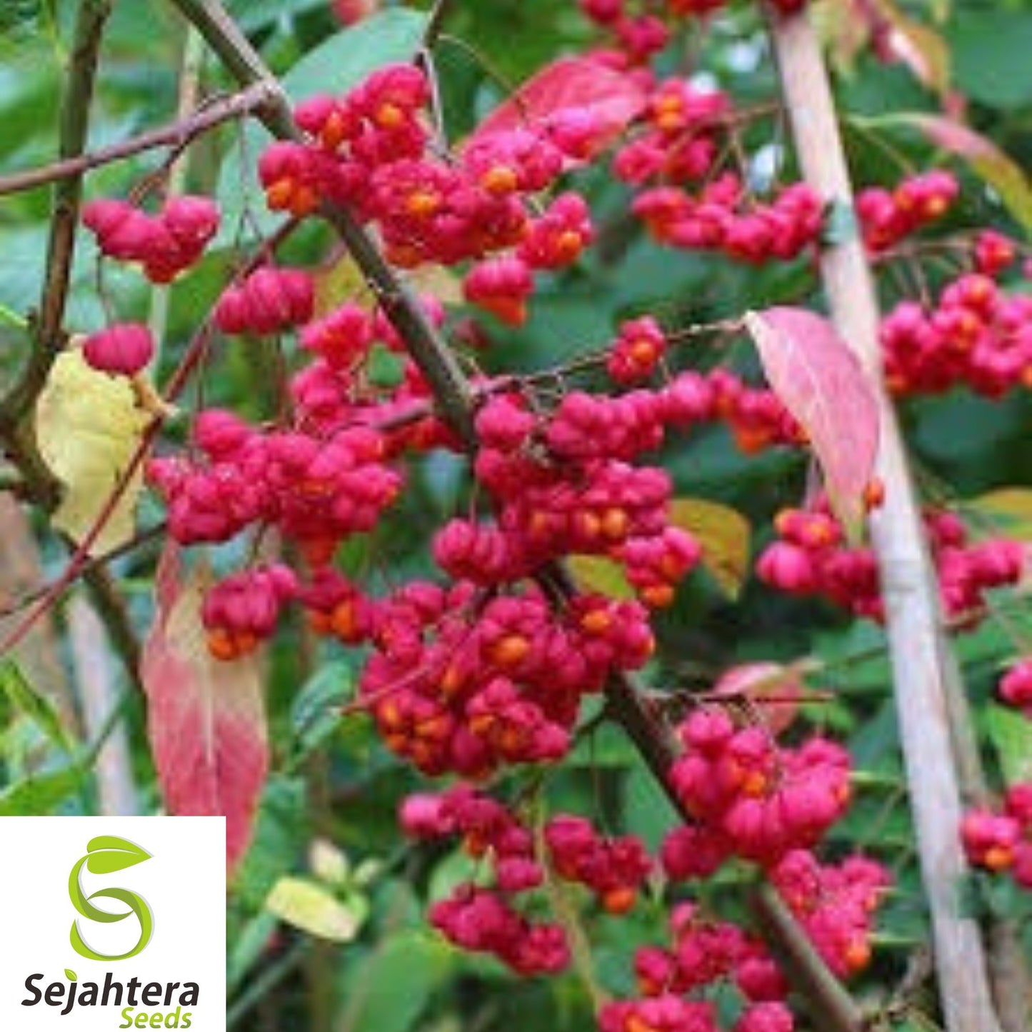 10+ Spindleberry Tree Seeds - Euonymus Europaeus, Ornamental, Hardy & Unique