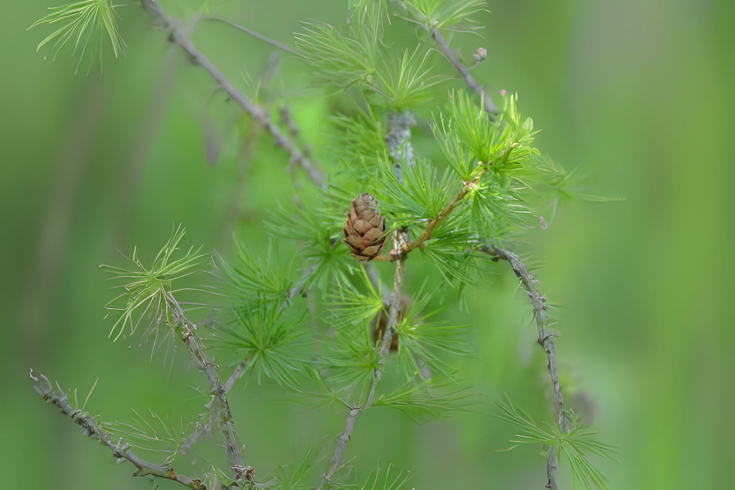 Dunkeld Larch (Larix x eurolepis)