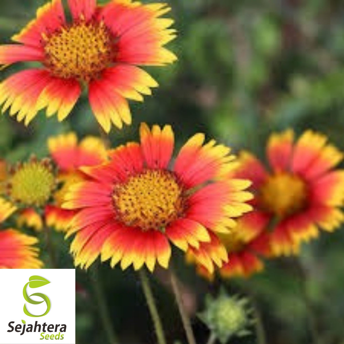 Indian Blanket Flower Seeds {Gaillardia} 400+ | Butterflies Perennial Wildflower