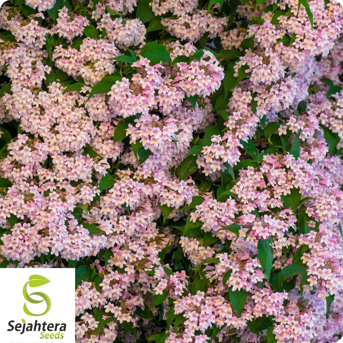 Beautybush Prizewinner Seeds {Kolkwitzia amabilis} 10 Seeds