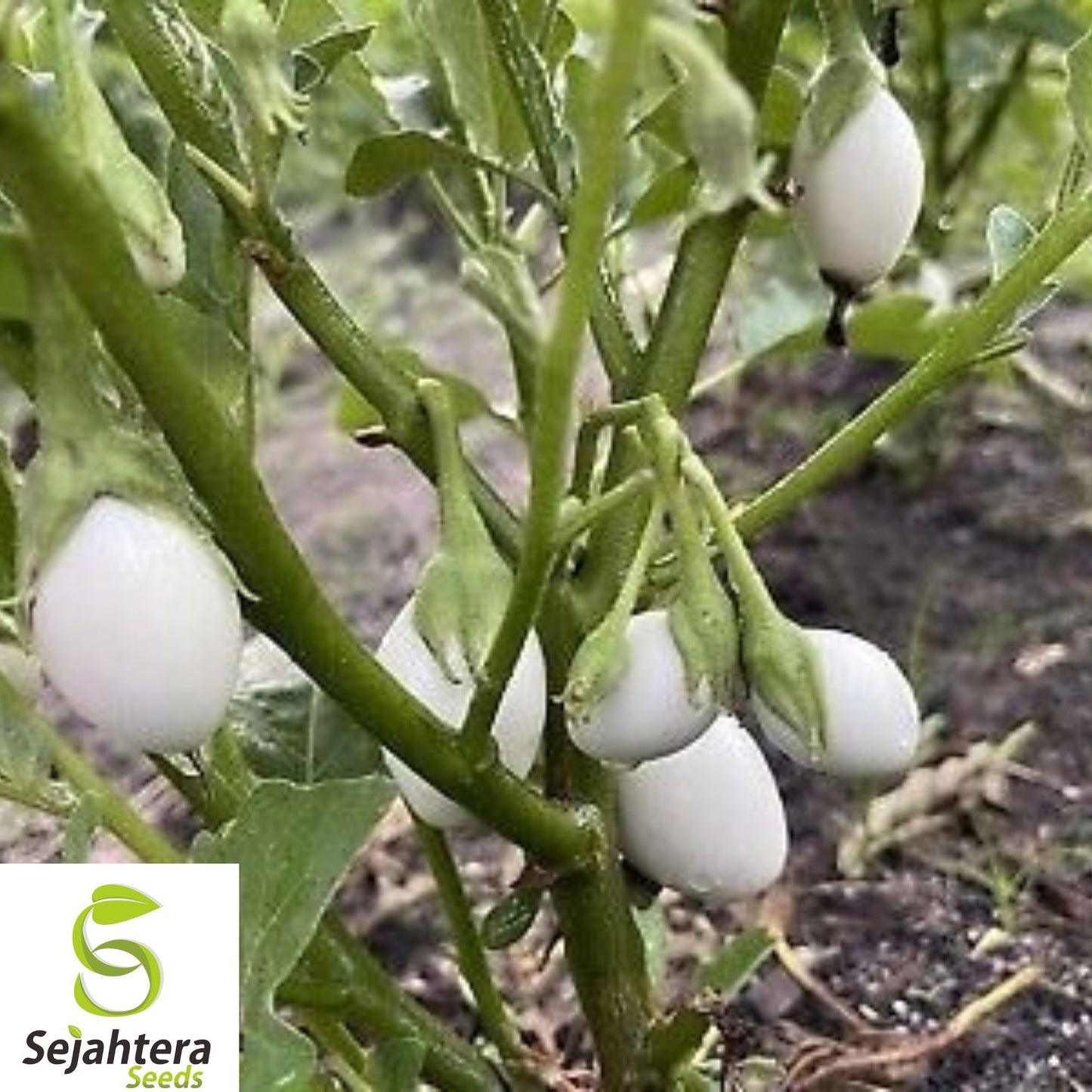 50+ White Egg Eggplant Seeds – Heirloom, Organic, Non-GMO, Rare & High-Yield