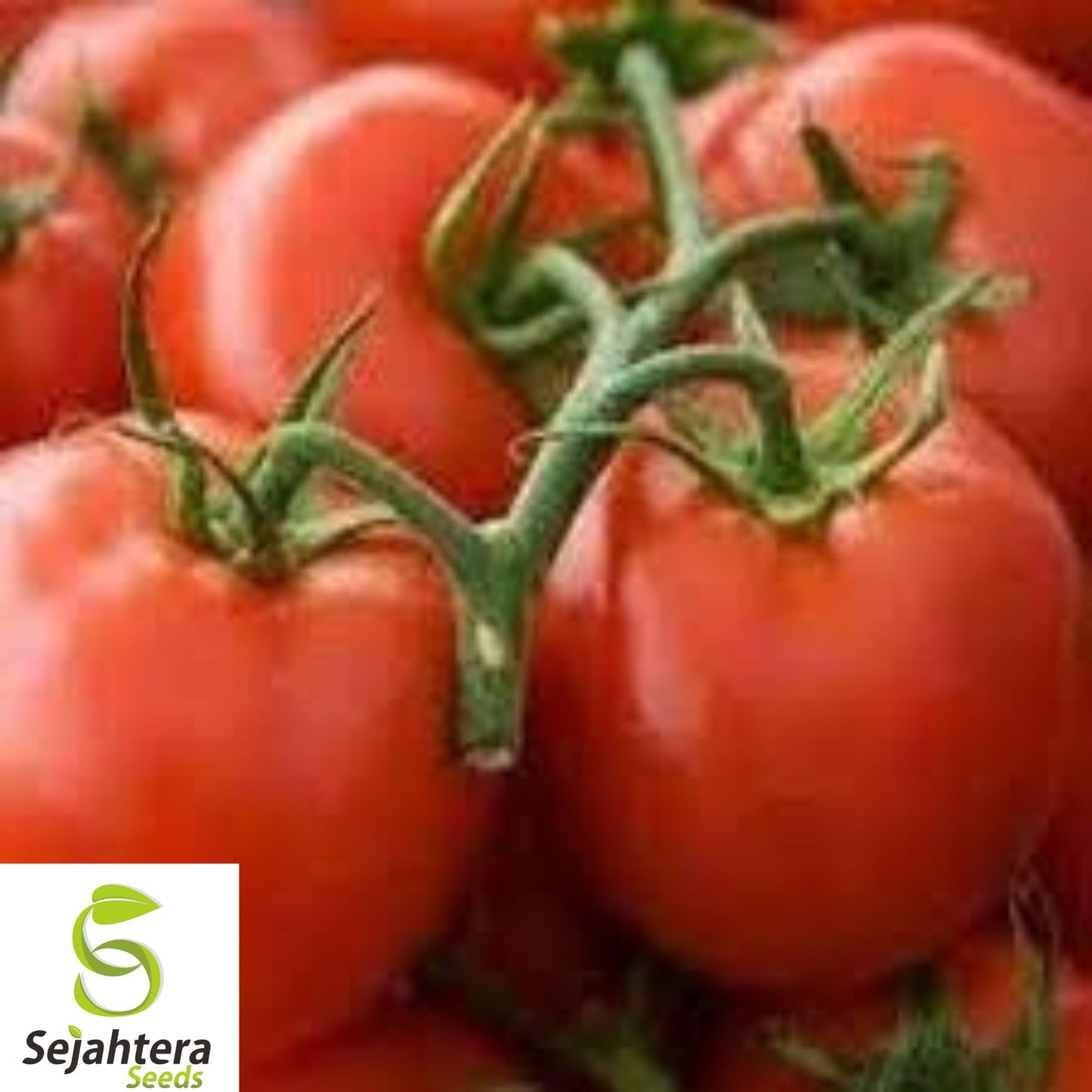 120+ Sub Arctic Plenty Tomato Seeds - Heirloom, Organic, Fast-Growing (45-50 Days)