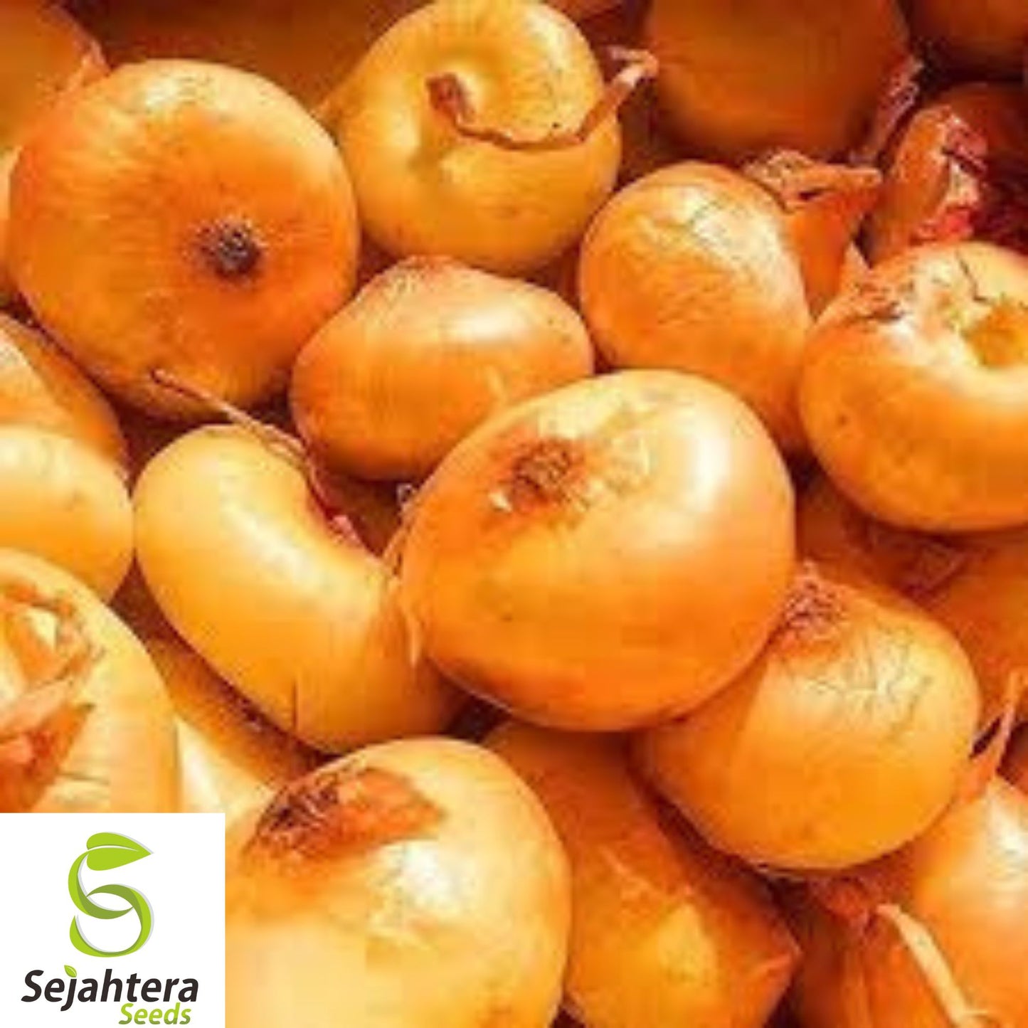 400+ Cipollini Onion Seeds - Heirloom, Organic, Non-GMO, Sweet & Gourmet Variety