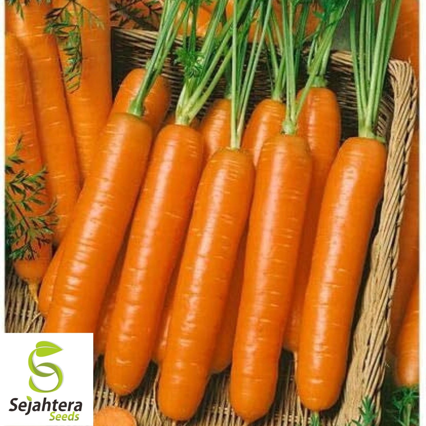 300 Little Fingers Carrot Seeds - Non-GMO, Sweet & Compact Variety