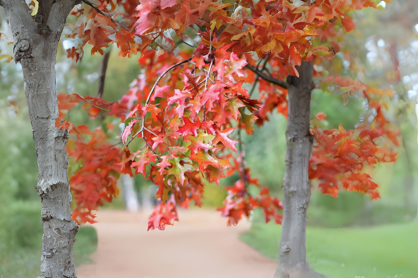 Scarlet Oak (Quercus coccinea)