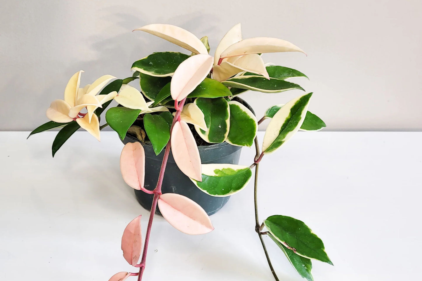 Hoya Carnosa 'Krimson Queen' – Live Tricolor Variegated Wax Plant in 4" Pot