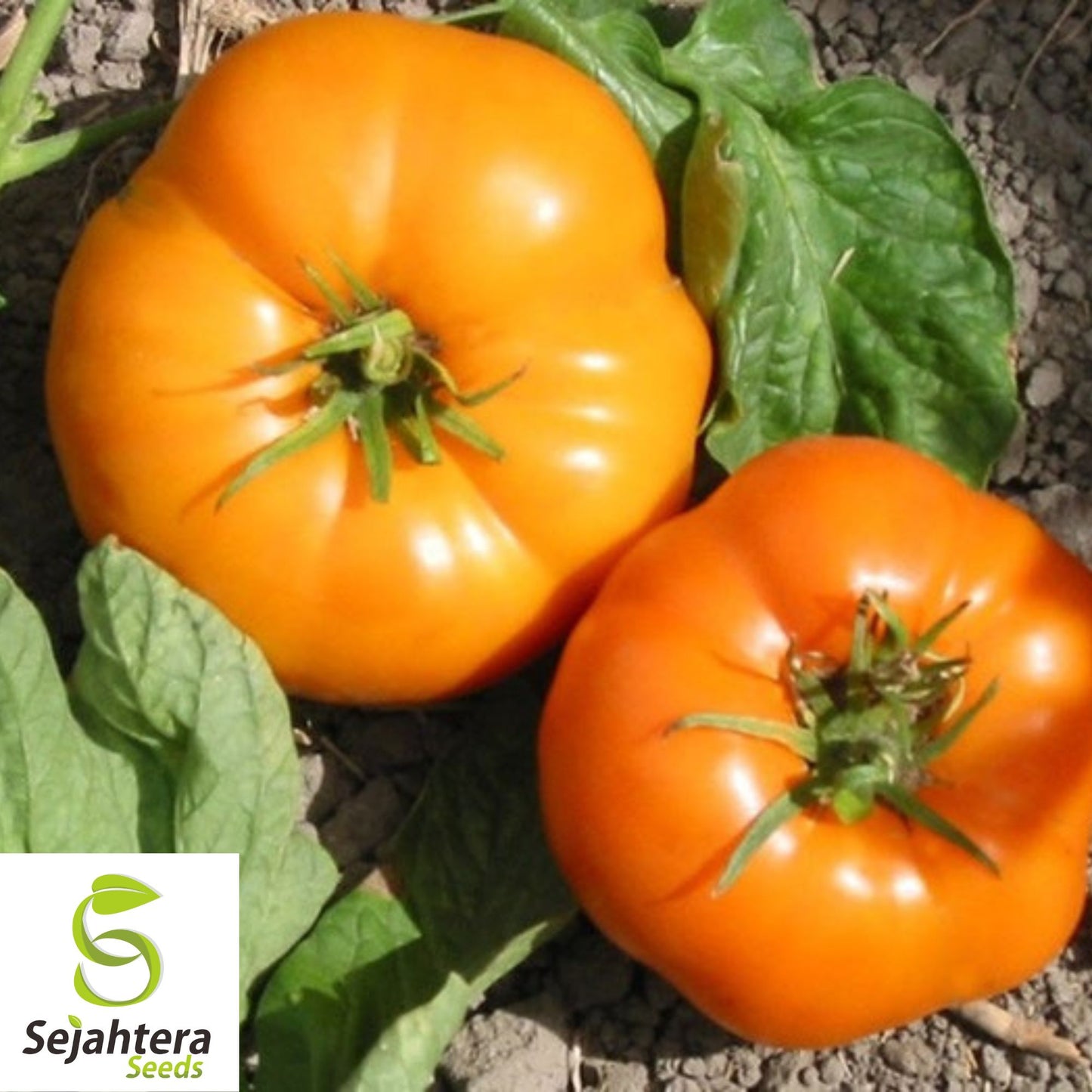 50 Yellow Brandywine Tomato Seeds - Heirloom, Non-GMO & Sweet Flavor