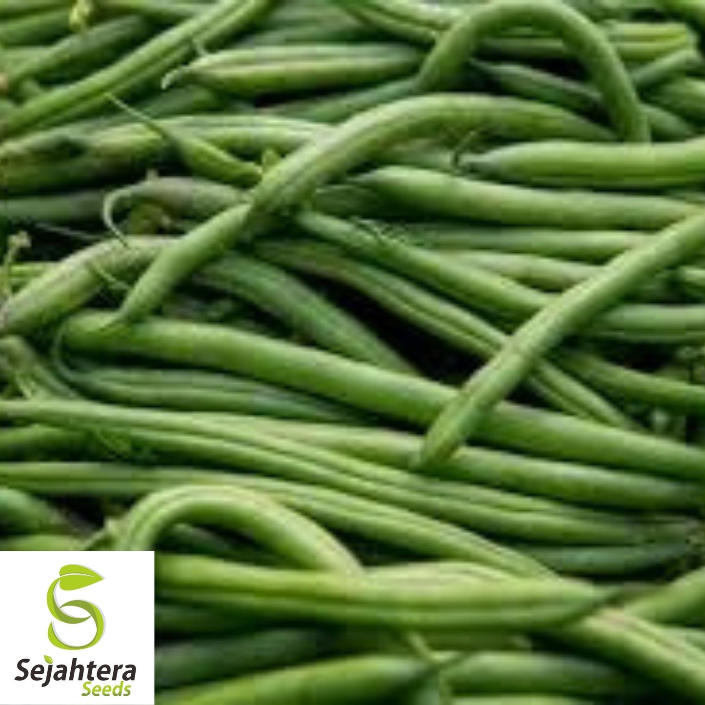 Blue Lake Pole Bean Seeds 75 Ct | Green Vegetable Heirloom NON-GMO USA