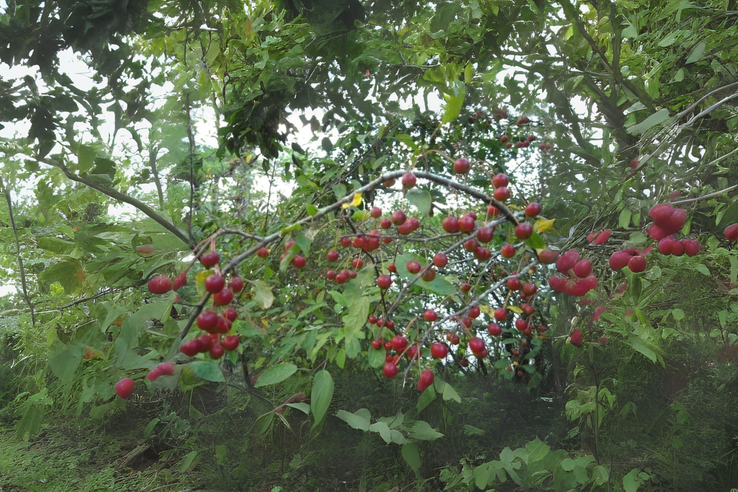 Siberian Crab Apple (Malus baccata)
