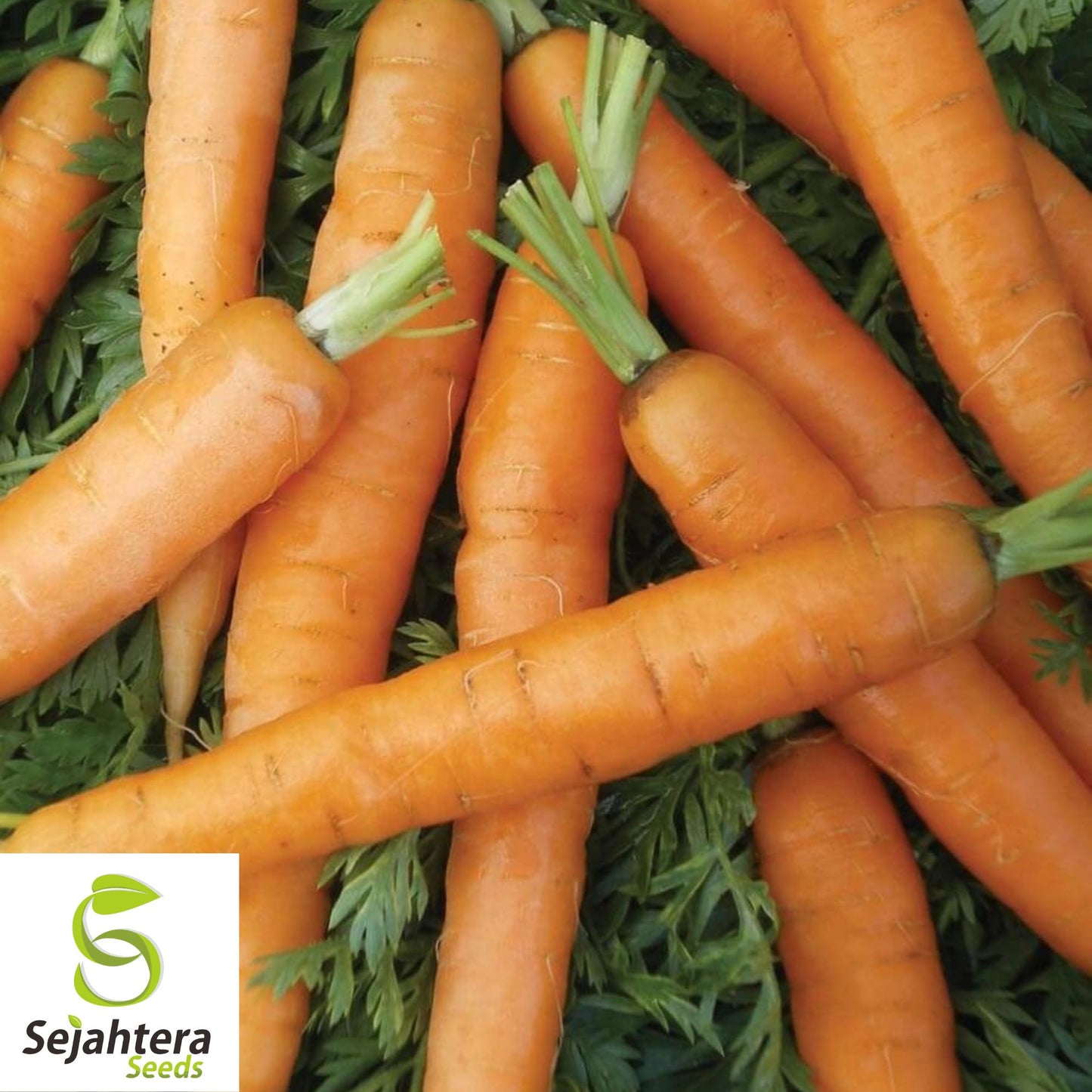 300 Little Fingers Carrot Seeds - Non-GMO, Sweet & Compact Variety
