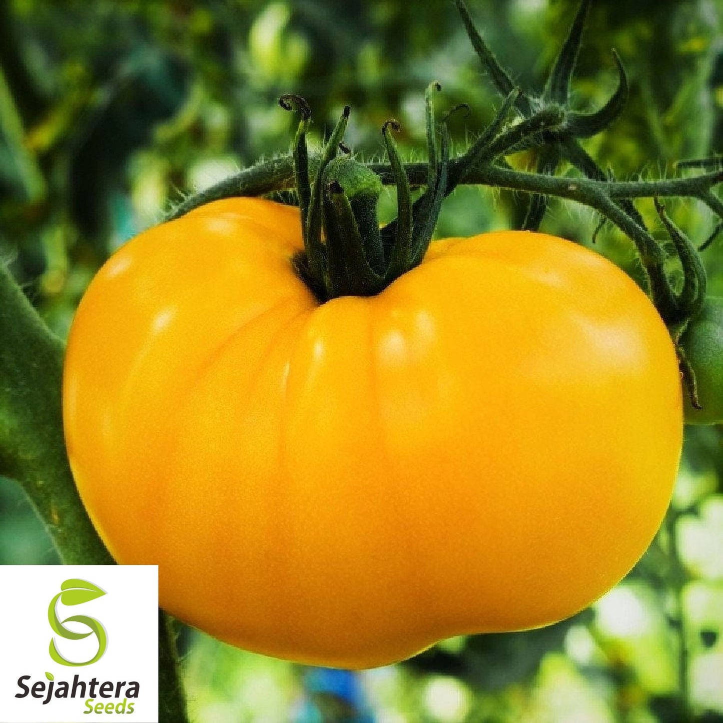 50 Yellow Brandywine Tomato Seeds - Heirloom, Non-GMO & Sweet Flavor