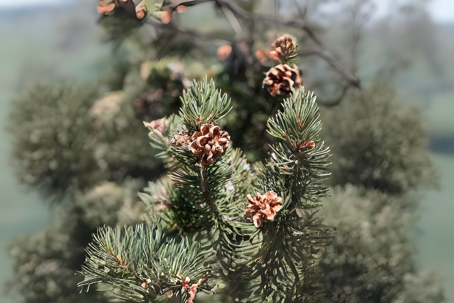 Colorado Pinyon Pine Two Needle (Pinus edulis)