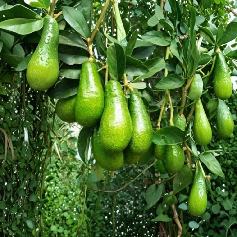 Russell Avocado Tree – Persea americana Live Fruit Tree | 3 Gallon Pot | Approximately 3 Feet Tall Florida Favorite | Large Long Fruit | Ideal for Warm Climates