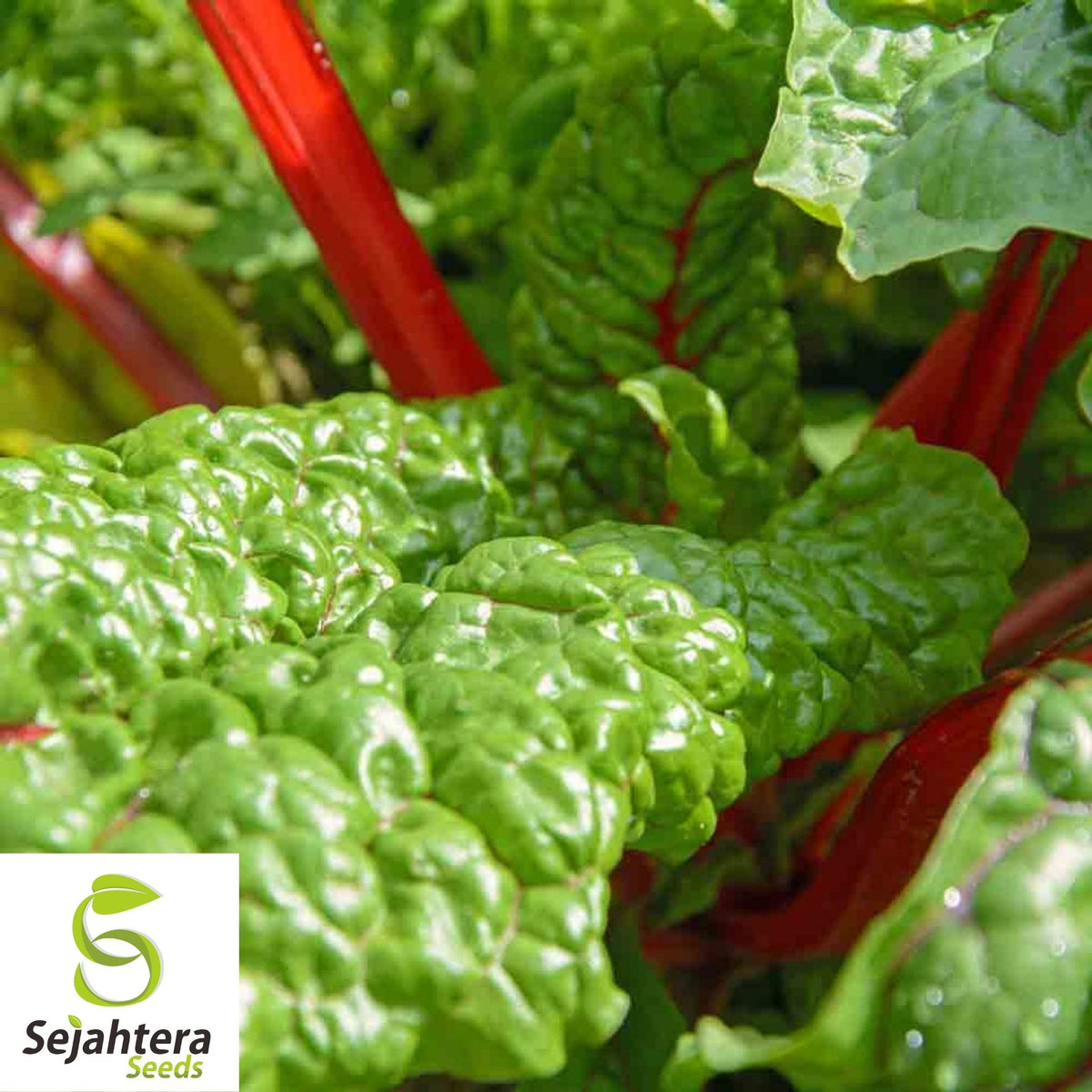 Ruby Red Swiss Chard Seeds 100 Ct | Heirloom NON-GMO Vegetable Garden USA