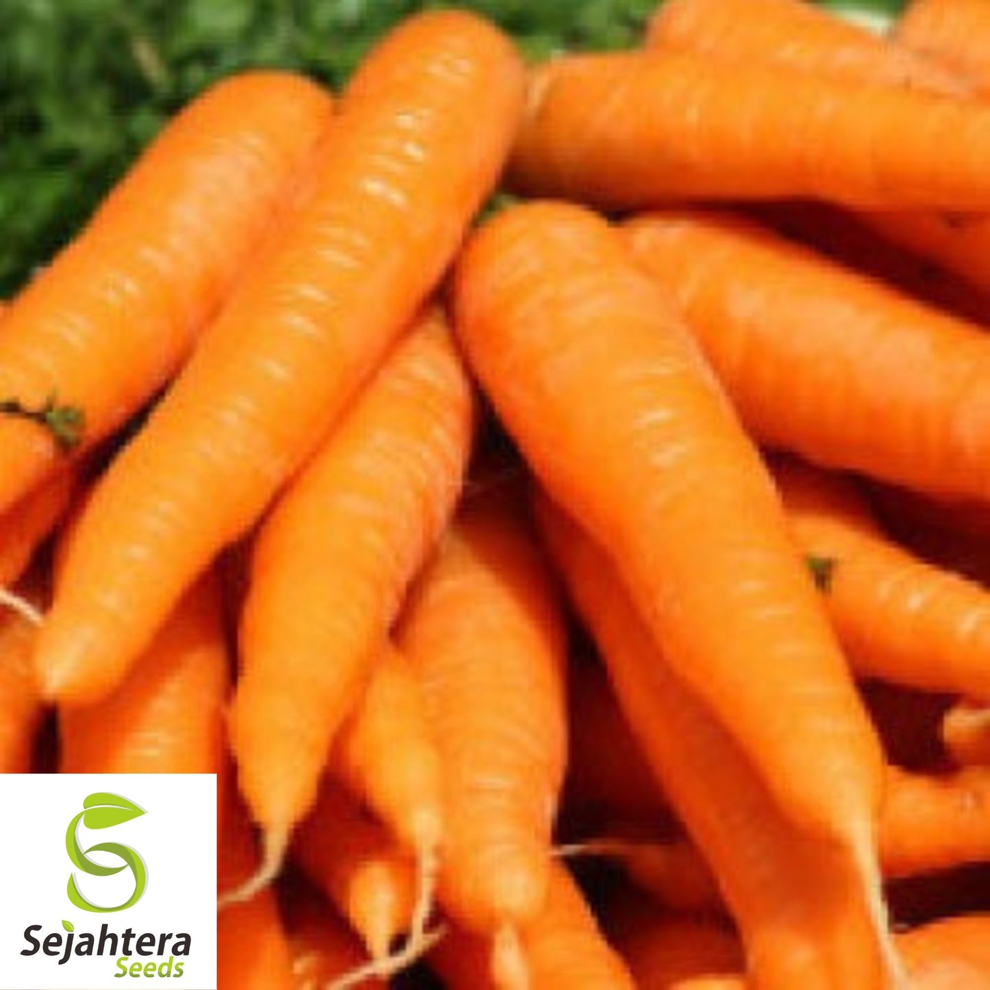 300 Little Fingers Carrot Seeds - Non-GMO, Sweet & Compact Variety