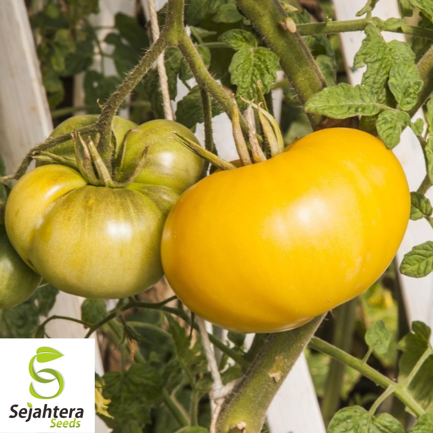 50 Yellow Brandywine Tomato Seeds - Heirloom, Non-GMO & Sweet Flavor