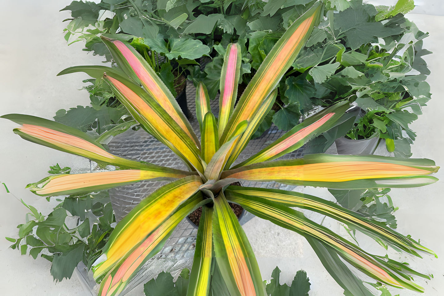 Aechmea Bracteata Variegated 8" Pot | Unique Red and Green Foliage | Collector's Plant | Aechmea Bracteata