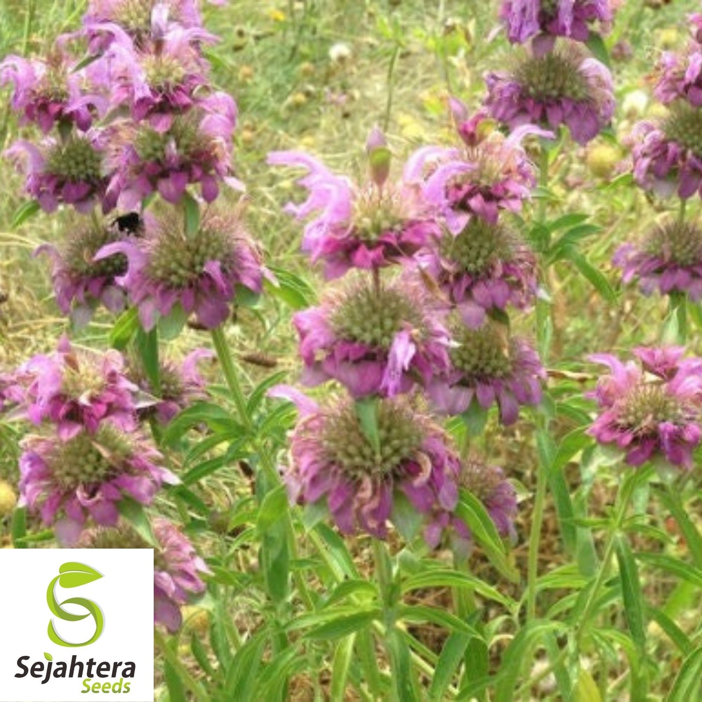 Bee Balm Seeds 300+ | Wild Bergamot Monarda Herb Native Wildflower USA