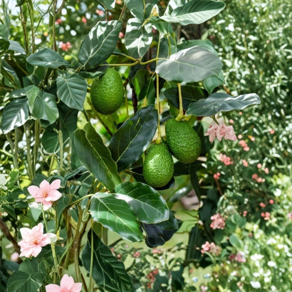 California Avocado Tree – Persea americana Live Organic Plant | 12+ Inches Tall | Rooted Evergreen USA Grown | Naturally Fertilized | Ready to Transplant