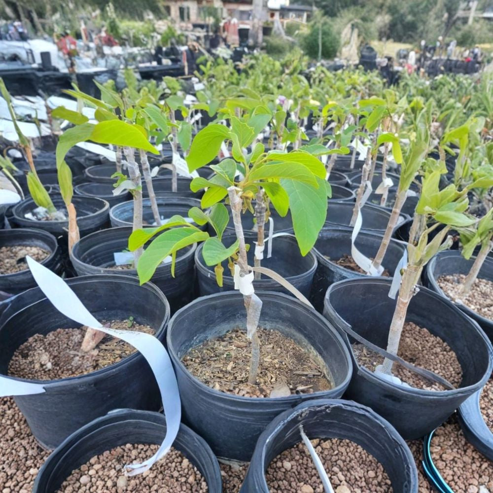 Cherimoya ‘El Bumpo’ – Grafted Tree Live Fruit Tree | 1–2 Feet Tall | Shipped in 3 Gallon Pot Creamy Tropical Fruit | Grafted for True Variety | Backyard Orchard Favorite