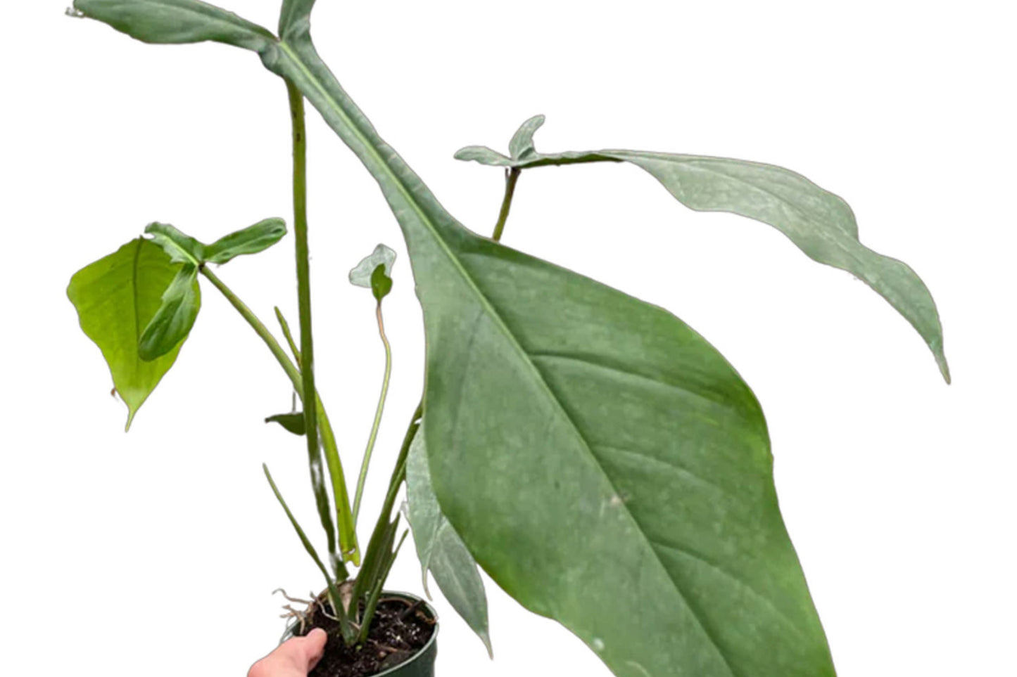 Philodendron Joepii – Rare Tropical Climber with Unique Elongated Leaves in 3" Pot