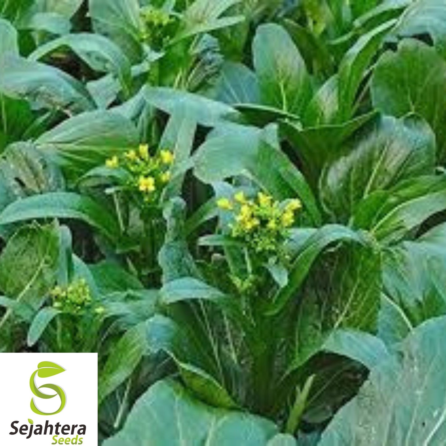 1000+ Yu Choy Choi Sum Seeds - Asian Greens, Heirloom, Early, Tender & Nutritious