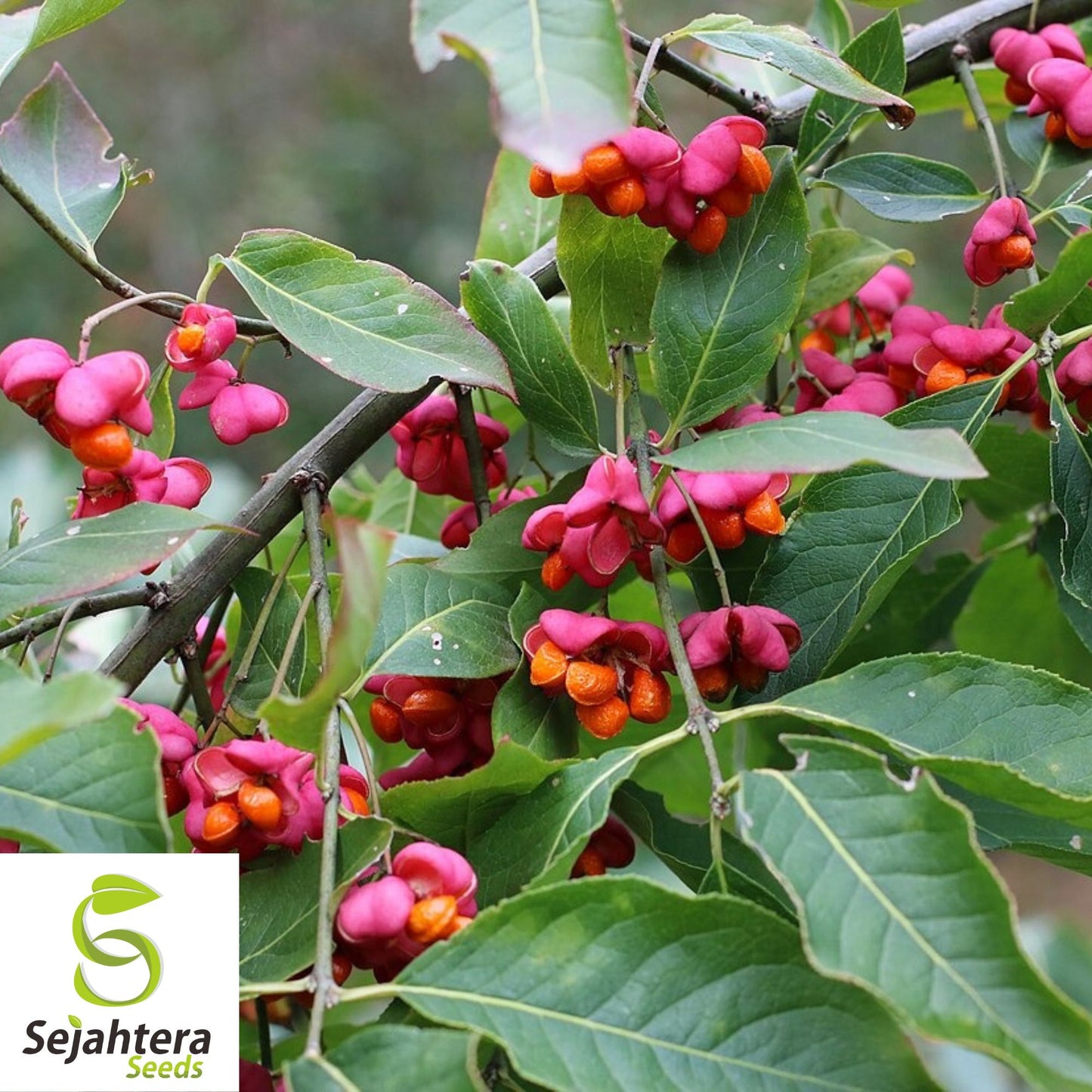 Spindleberry Tree Seeds {Euonymus europaeus} 10 Seeds