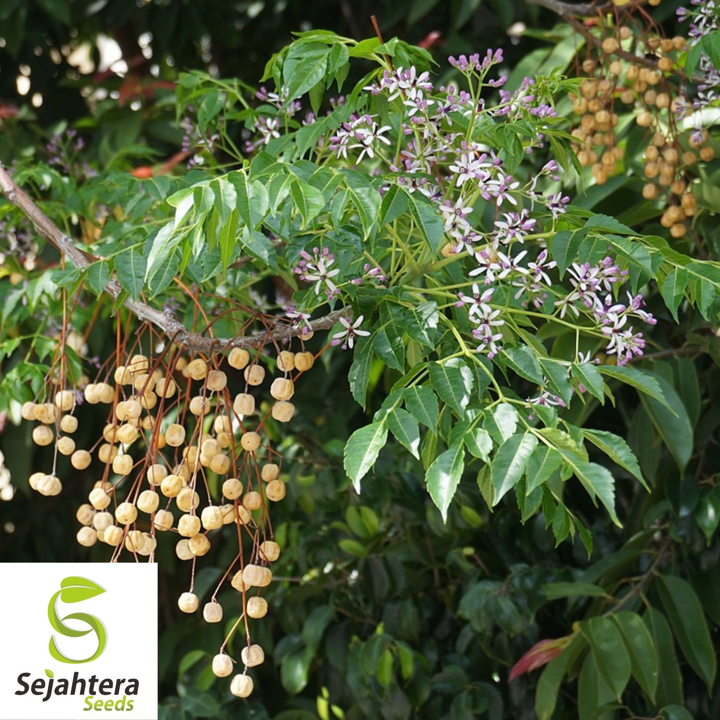 Persian Lilac Seeds {Melia azedarach} Sacred Tree | Fast Grow 10 Seeds