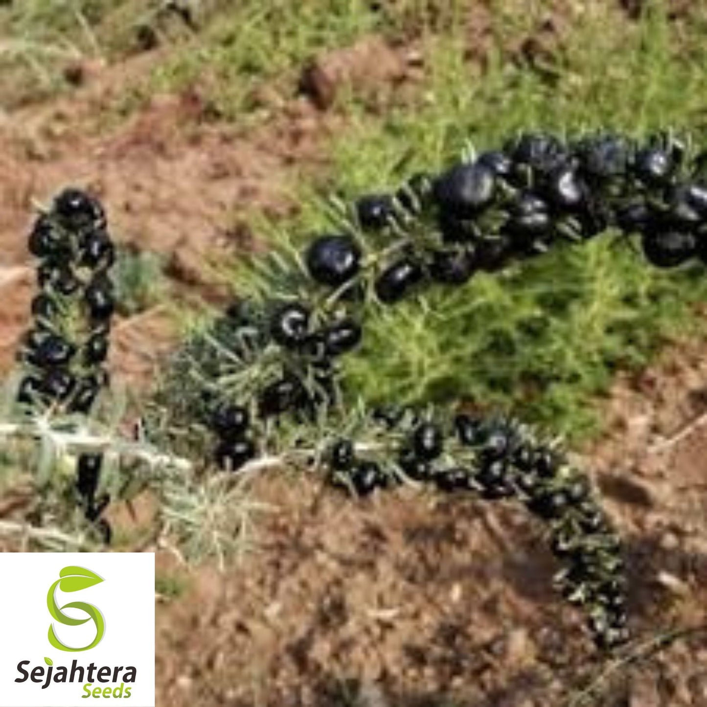 10+ Black Goji Berry Seeds - Lycium Ruthenicum, Rare Superfood, Non-GMO