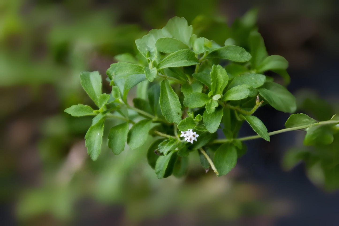 Candyleaf Stevia Sugar Leaf Sugarleaf Sweet Sweetleaf (Stevia rebaudiana)