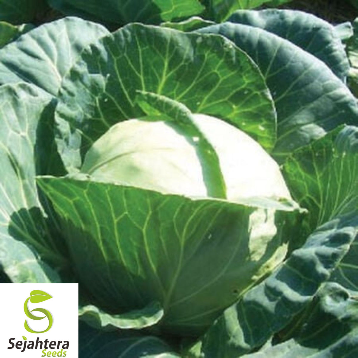 1000+ Early Round Dutch Cabbage Seeds - Heirloom, Non-GMO, Fresh & High-Yield