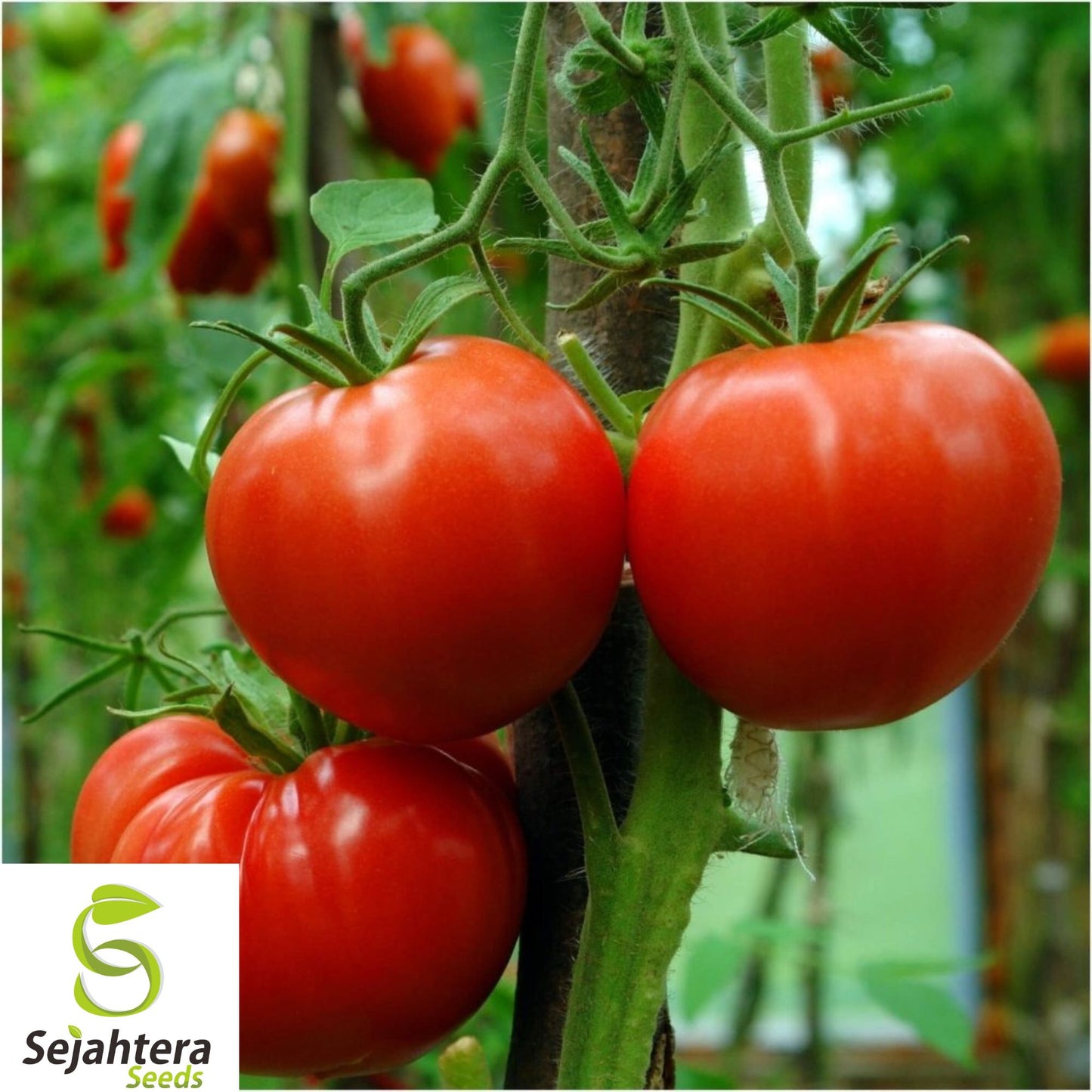 10+ Siberian Tomato Seeds - Heirloom, Organic, Non-GMO, Cold-Hardy & Early Variety