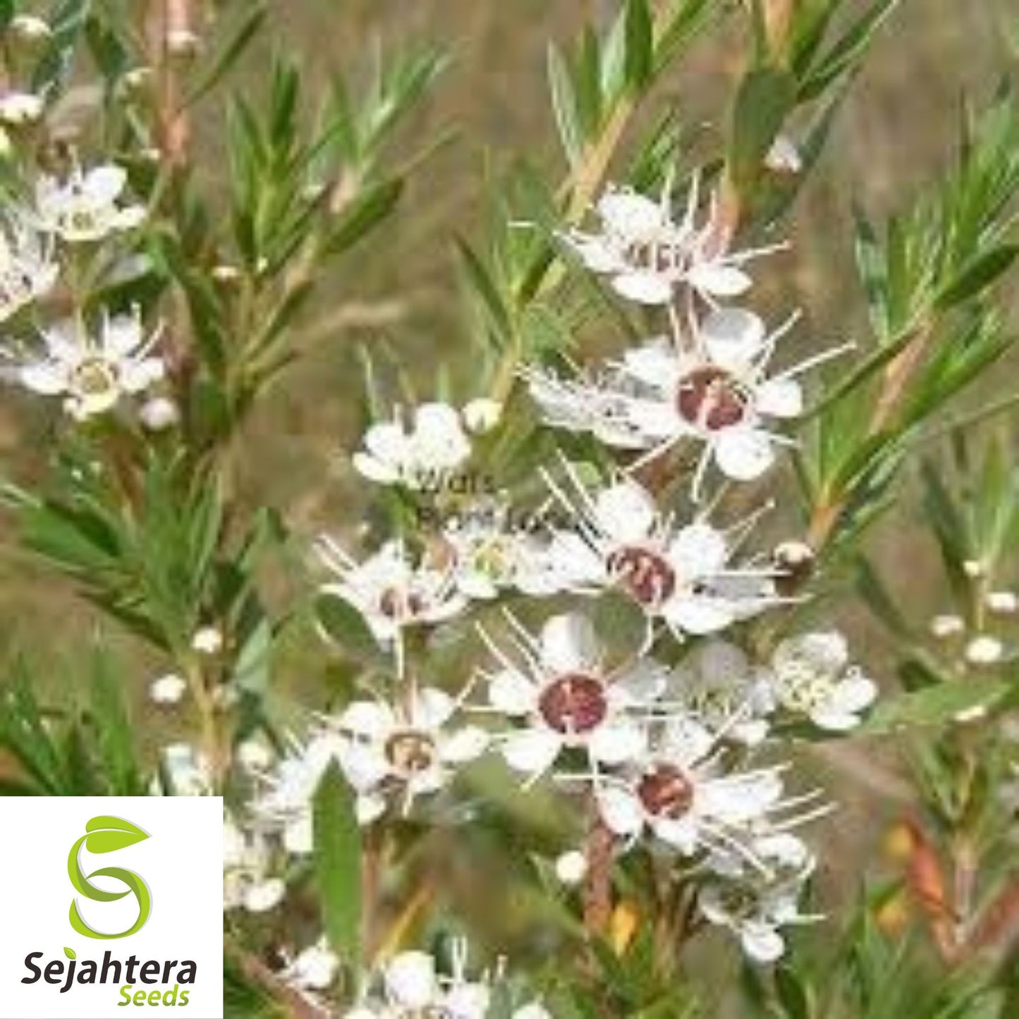 White Kanuka Tea Tree Seeds {Kunzea ericoides} 100+ Seeds