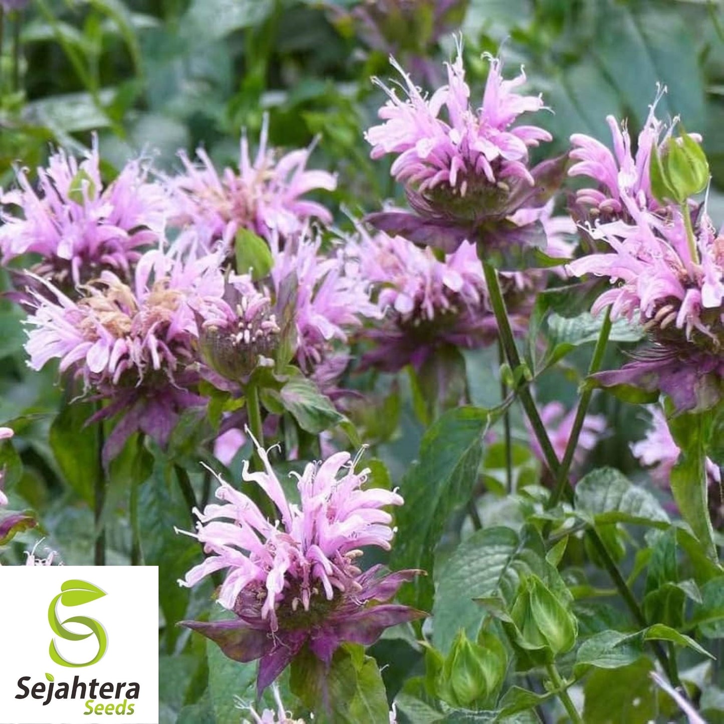 Bee Balm Seeds 300+ | Wild Bergamot Monarda Herb Native Wildflower USA