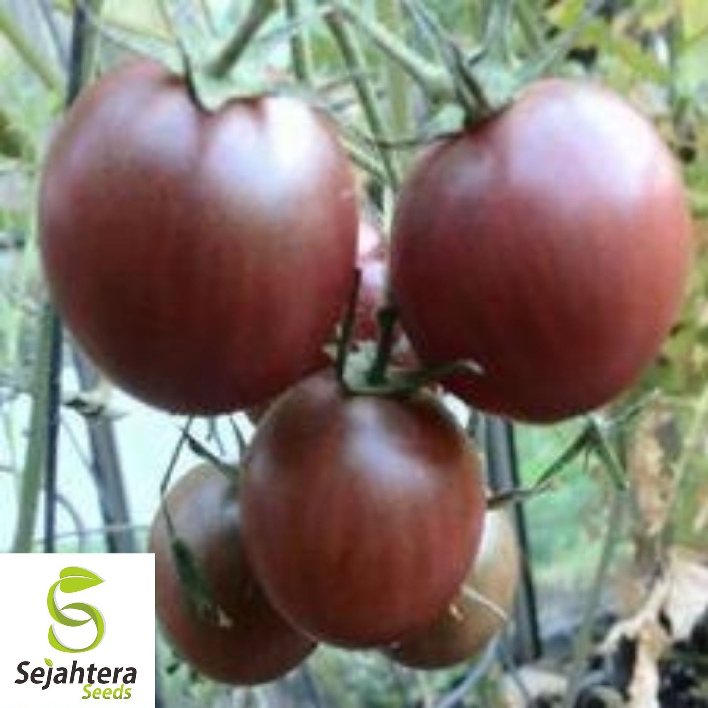 Chocolate Cherry Tomato Seeds - 120+ Heirloom, Super Sweet & Rare