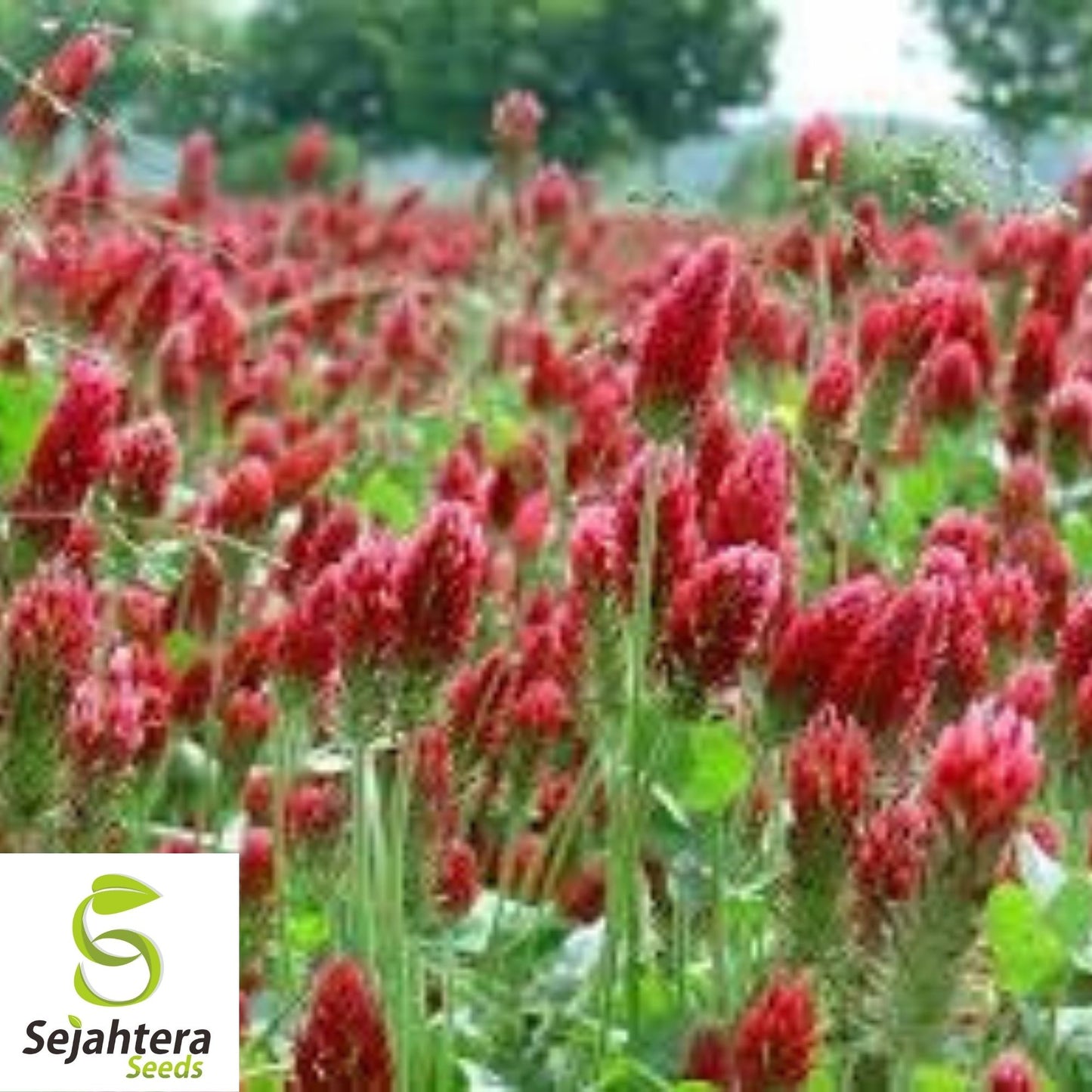 Crimson Clover Seeds 200+ | Trifolium Incarnatum Red Flower Cover Crop USA