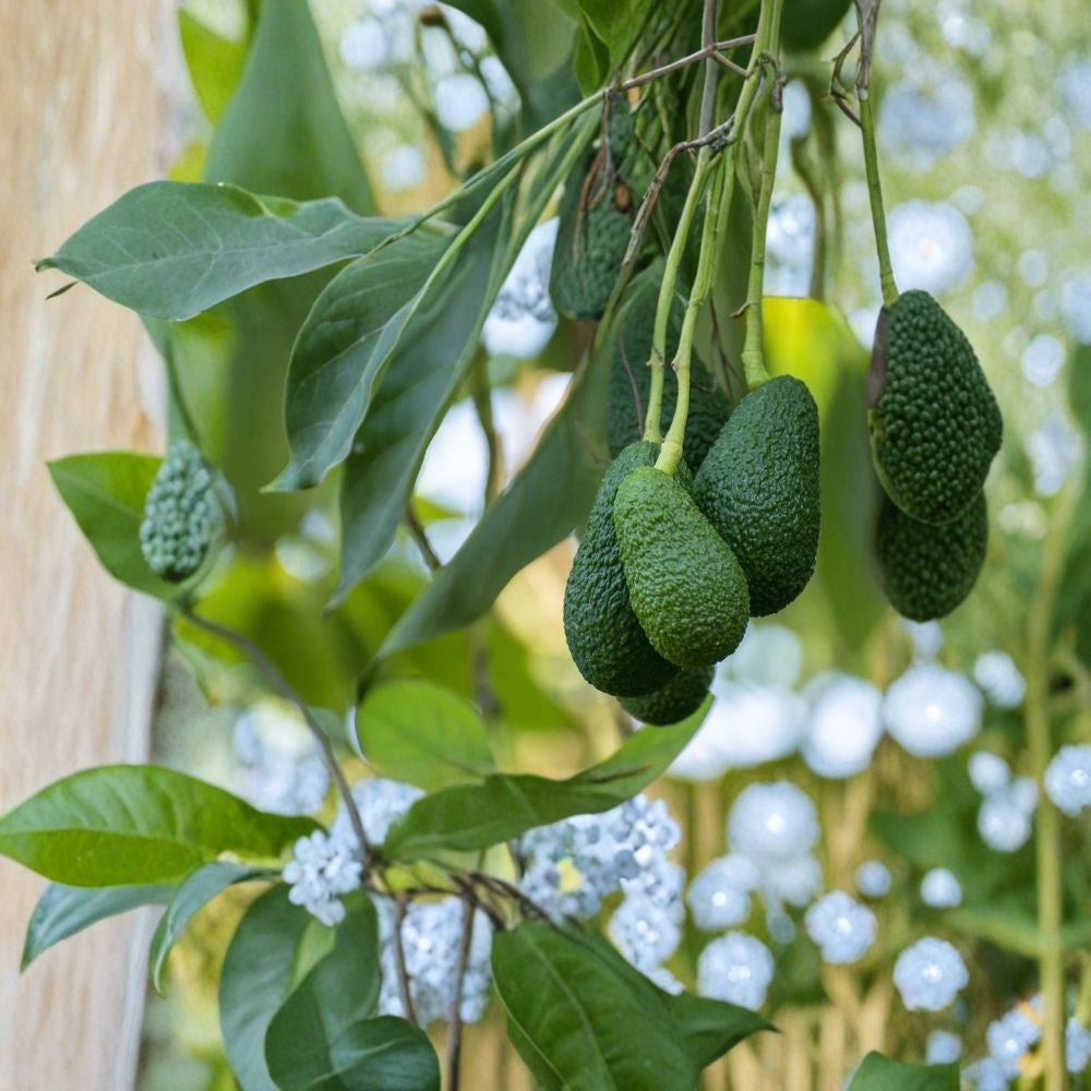 Avocado Tree Seedlings – Persea americana 2 Live Plants | Approximately 18 Inches Tall | Ready to Plant Tropical Fruit Tree | Great for Garden or Patio | Beginner Friendly