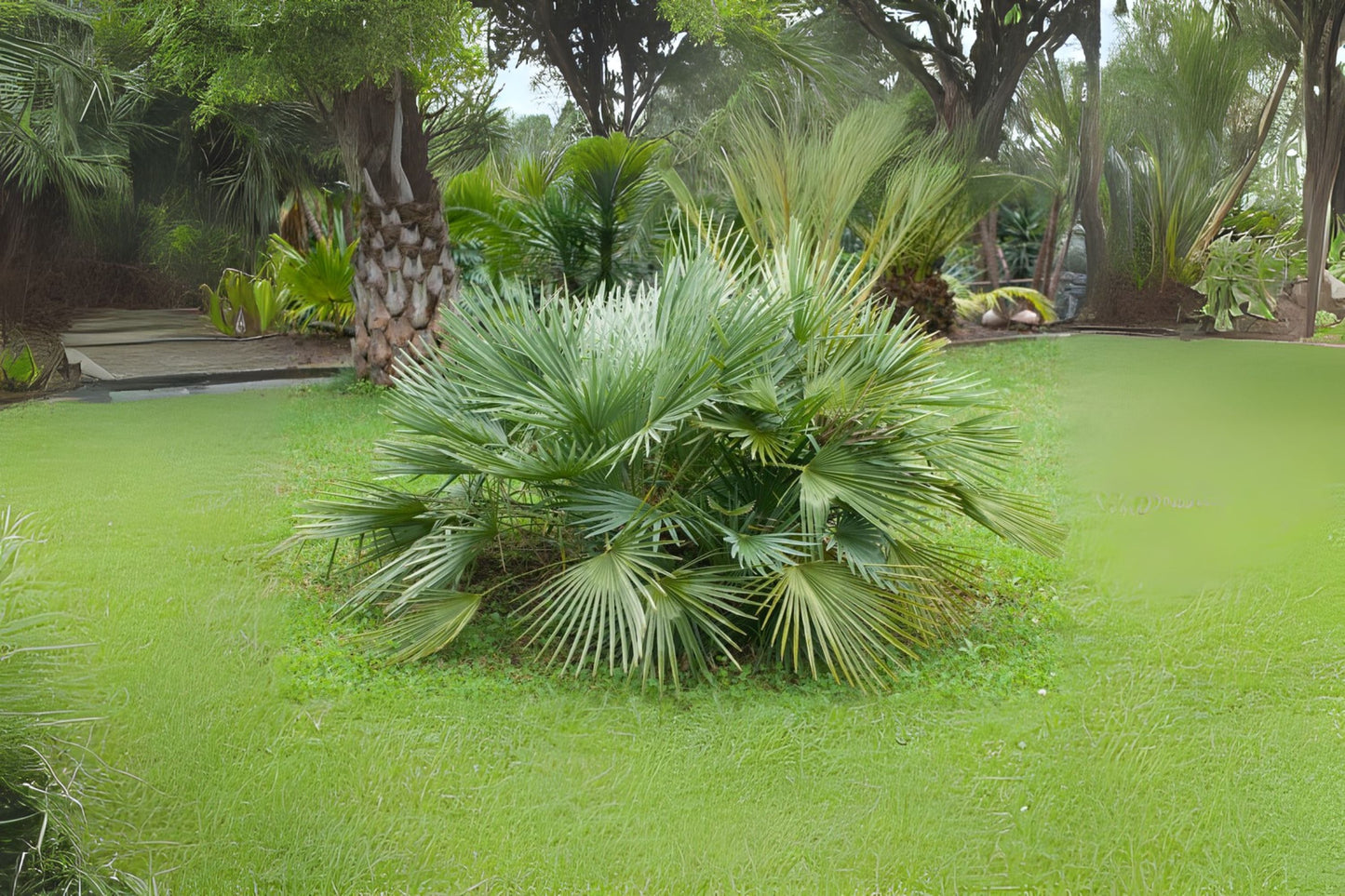 Dwarf Palmetto (Sabal minor)