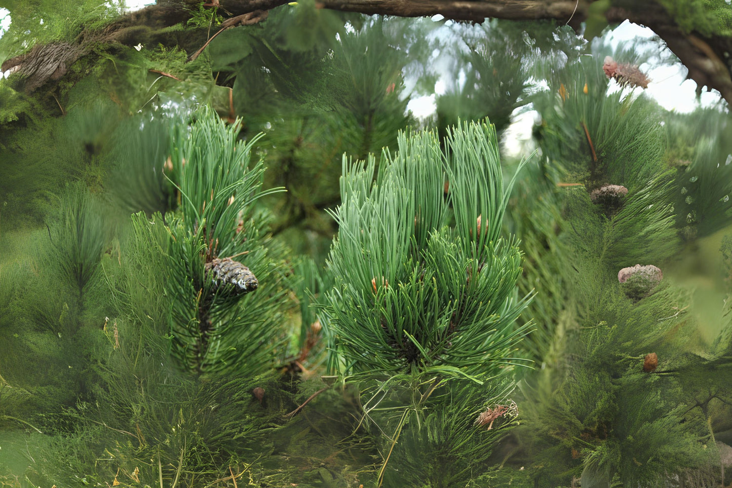 Bosnian Pine, Heldrich Pine (Pinus heldreichii)